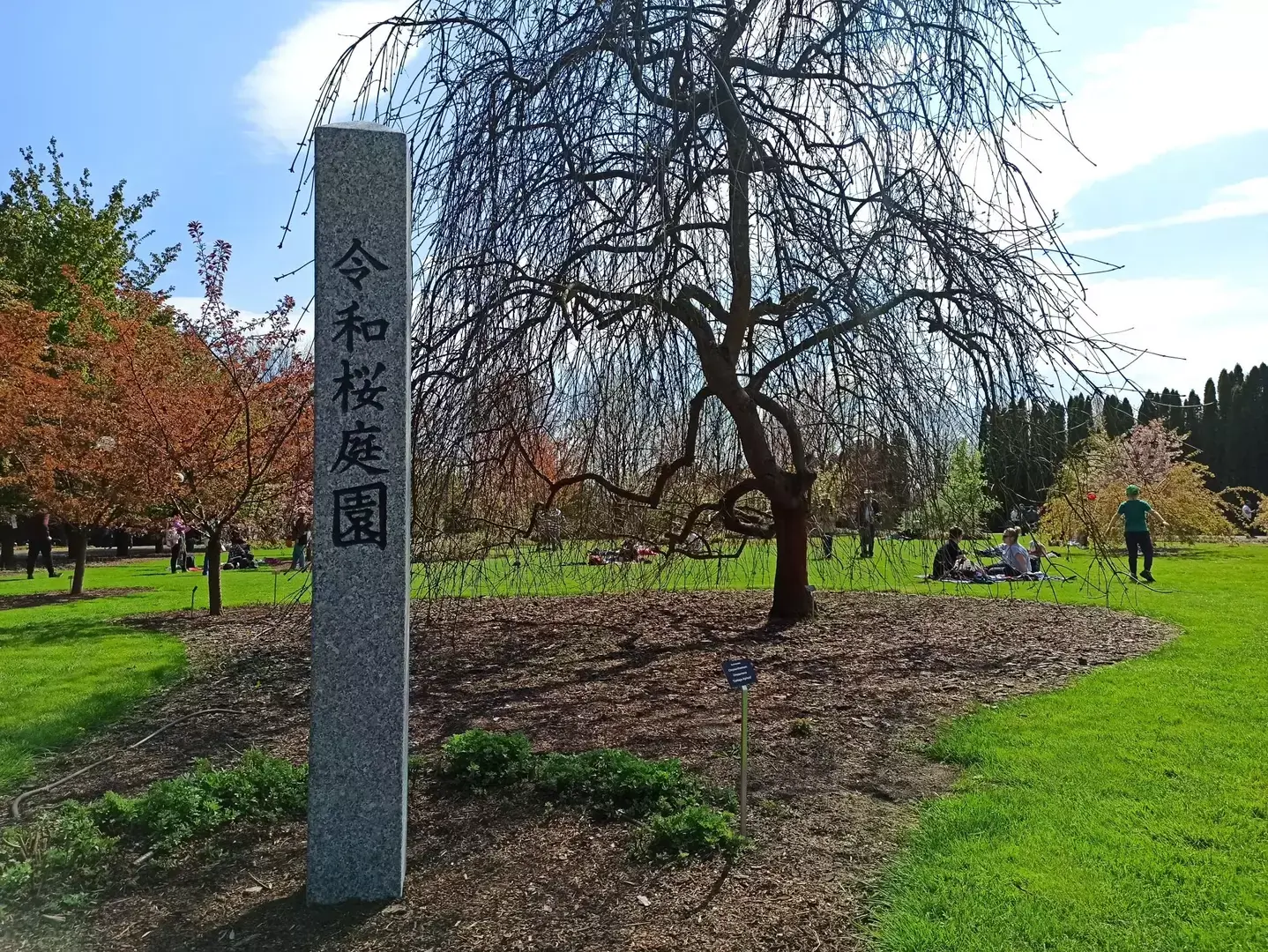 Hanami 2023 - Reiwa Sakura